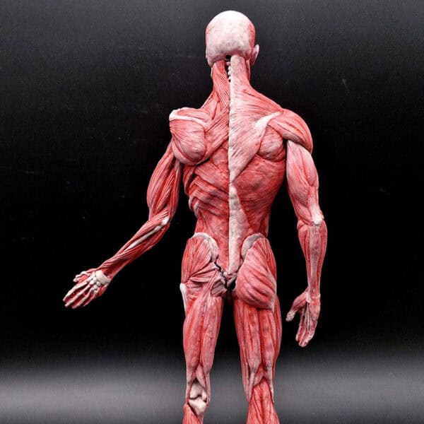 Modelo Anatómico Ecorché 35cm - Image 3