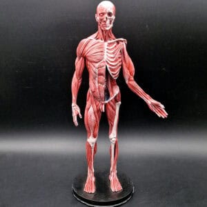 Modelo Anatómico Ecorché 35cm