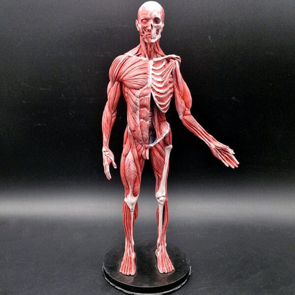 Modelo Anatómico Ecorché 35cm