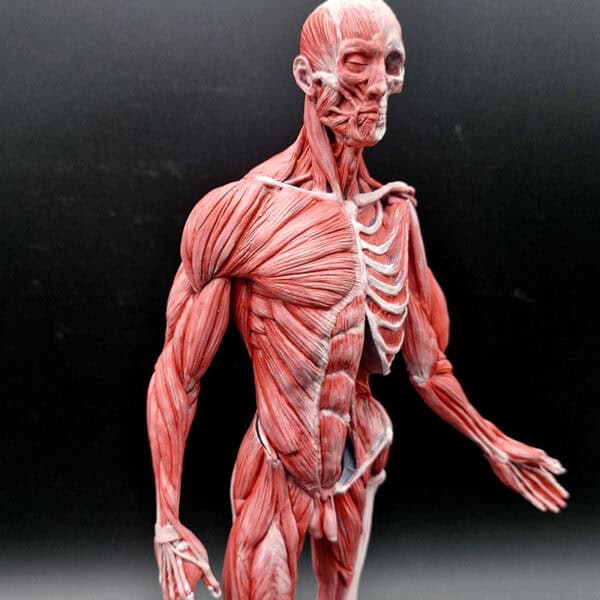 Modelo Anatómico Ecorché 35cm - Image 2